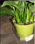 image of wick sub-irrigation in pothos container - instant sub-irrigation
